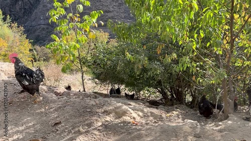 Domestic chickens near the chicken coop peck the scattered grain from the ground. Breeding poultry on the farm
