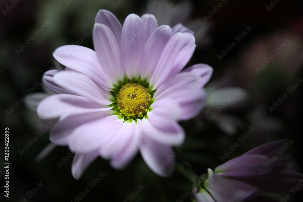 Eine bunte Chrysantheme mit schwarzem Hintergrund. Eine bunte Chrysantheme mit schwarzem Hintergrund.