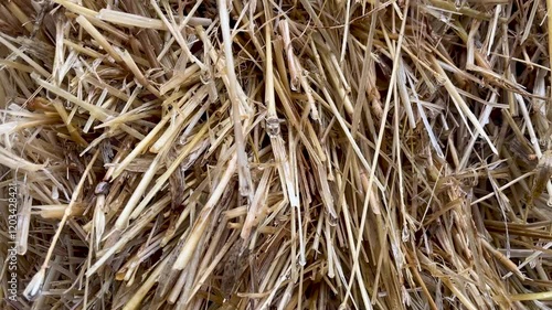 Close up a bale of hay group or haystack on agriculture farmin the rain