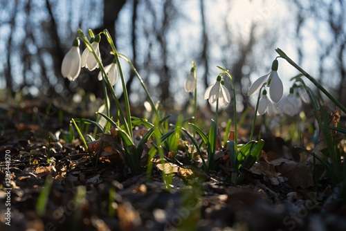 Snowdrops Galanthus nivalis in the forest close-up. Macro photography of snowdrops among fallen leaves in spring. Tender first flowers in bright sunlight. The concept of spring. Soft selective focus.