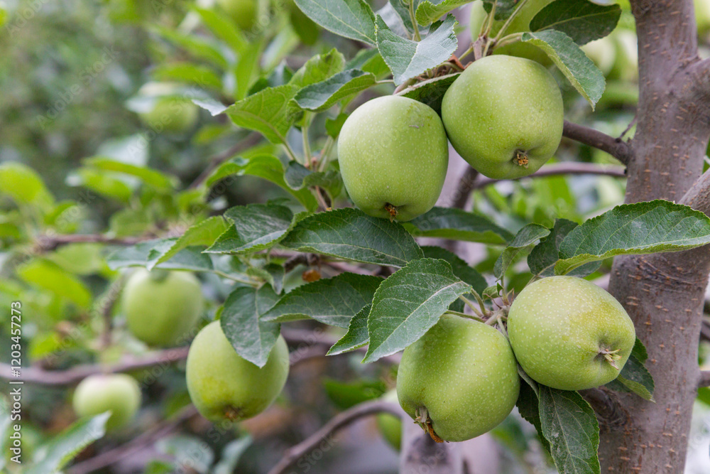 There are plenty of green apples hanging from the branches of an apple tree in the garden. Cultivation of eco-apples, production of apple juice. There are plenty of green apples hanging from the branches of an apple tree in the garden. Cultivation of eco-apples, production of apple juice.
