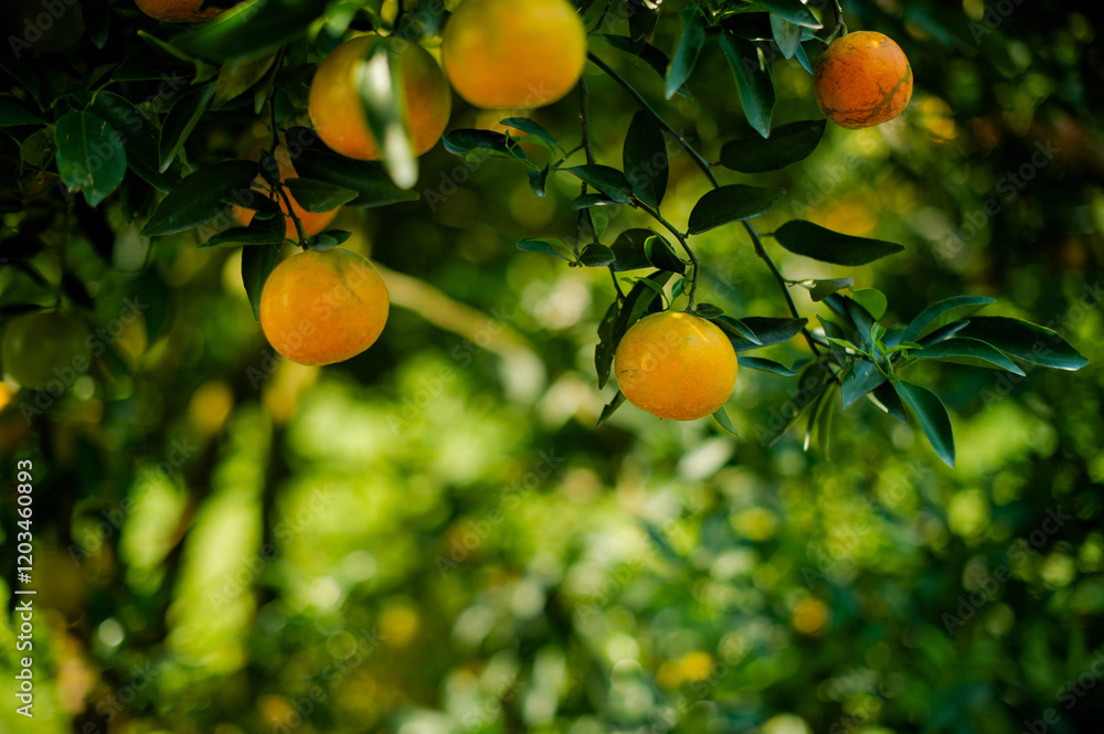 Orange gardens of farmers, production and success in orange cultivation, agriculture and orange gardening Orange gardens of farmers, production and success in orange cultivation, agriculture and orange gardening