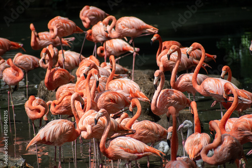 El flamenco común (Phoenicopterus roseus)2​ es una especie de ave phoenicopteriforme de la familia Phoenicopteridae que vive en los humedales de África, el sur de Europa y el sudoeste de Asia (hasta l photo