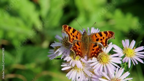 Close up of a comma butterfly, Polygonia c-album