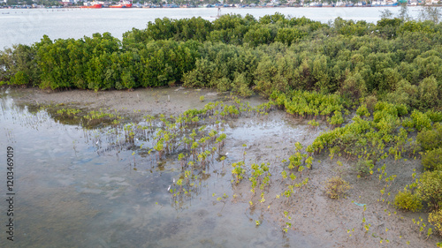 Φωτογραφία Newly planted mangrove saplings in a restoration project to revitalize the mangrove ecosystem