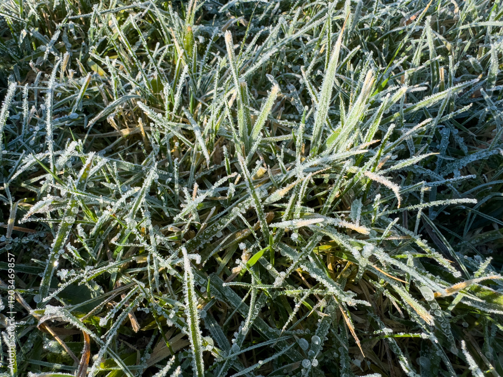 Frozen meadow in winter in freezing cold with frost in the morning Frozen meadow in winter in freezing cold with frost in the morning