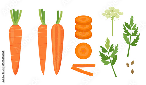 Set of Carrot vegetables. Whole and cut carrots, leaves, flower and seeds. Farm carrot plant icons. Organic garden vegetarian food. Vector illustration isolated on white background.