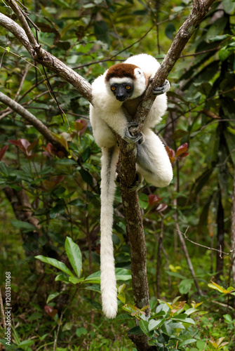 Propithèque de Verreaux, Lémurien, Propithecus verreauxi, Madagascar photo