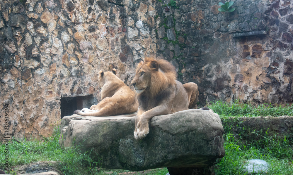 Naklejka premium El león (Panthera leo) es un mamífero carnívoro de la familia de los félidos y una de las cinco especies del género Panthera. Los leones salvajes viven en poblaciones cada vez más dispersas