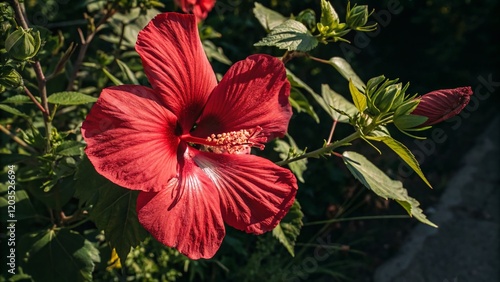 Aerial View of a Vibrant Red Hardy Hibiscus Flower in Full Bloom