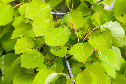 Espe, Aspe oder Zitterpappel (Populus tremula)  photo