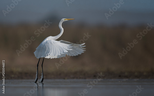 Obraz na płótnie Great Egret Taking off w salonie