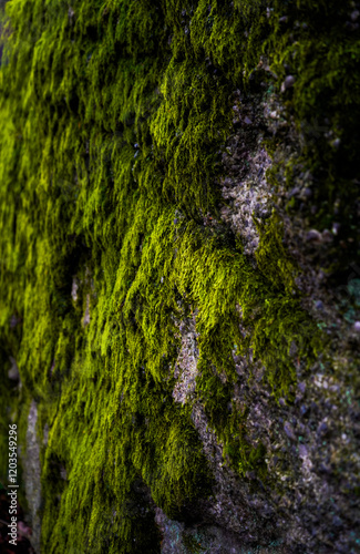 Wallpaper Mural Mit Moos bewachsener Felsen im Wald. Wunderschönes natürliches Grün auf tristem grau. Torontodigital.ca