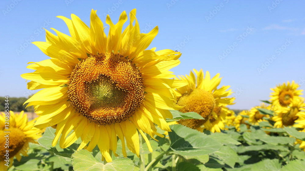 Sunflower Blossoming on Tree. Closeup of Beautiful Blooming Sunflower in Field on Clear Blue Sky Background with Copy Space and Selective Focus. Sunflower Blossoming on Tree. Closeup of Beautiful Blooming Sunflower in Field on Clear Blue Sky Background with Copy Space and Selective Focus.