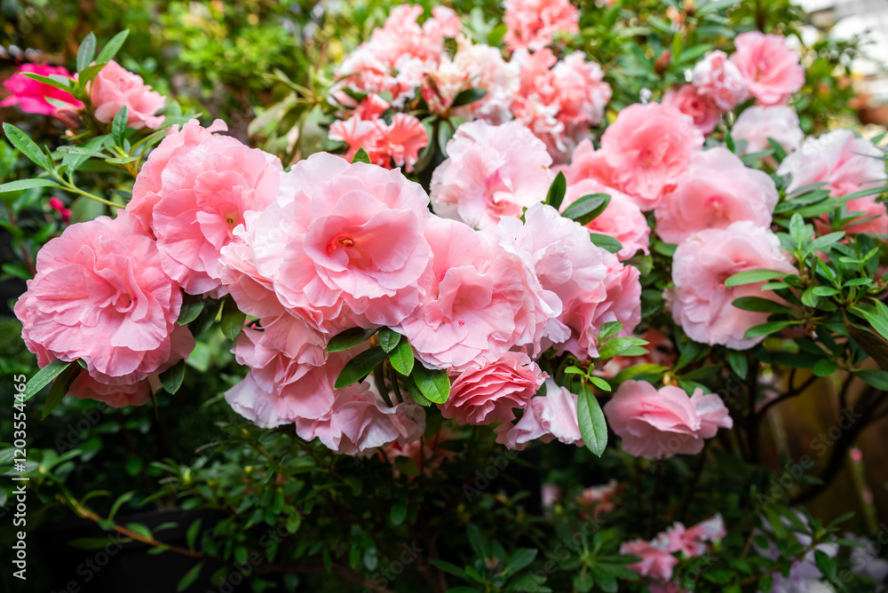 Soft pink rhododendron indicum flowers blooming in clusters, complemented by dark green leaves, creating a peaceful and colorful garden scene Soft pink rhododendron indicum flowers blooming in clusters, complemented by dark green leaves, creating a peaceful and colorful garden scene