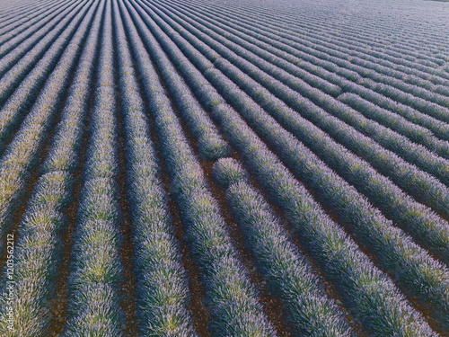 defaultAerial view of a lush lavender field in full bloom, showcasing the iconic rows of purple flowers across the scenic countryside of Provence, France.