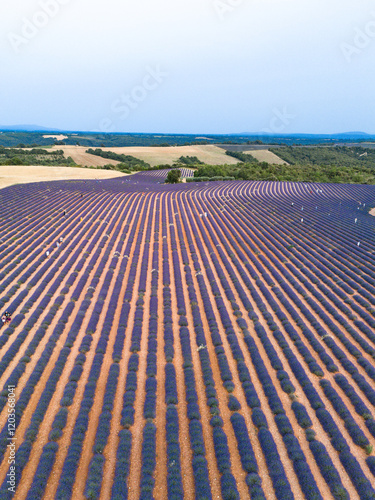 Aerial view. Field with rows of blooming lavender. Provence in France.
