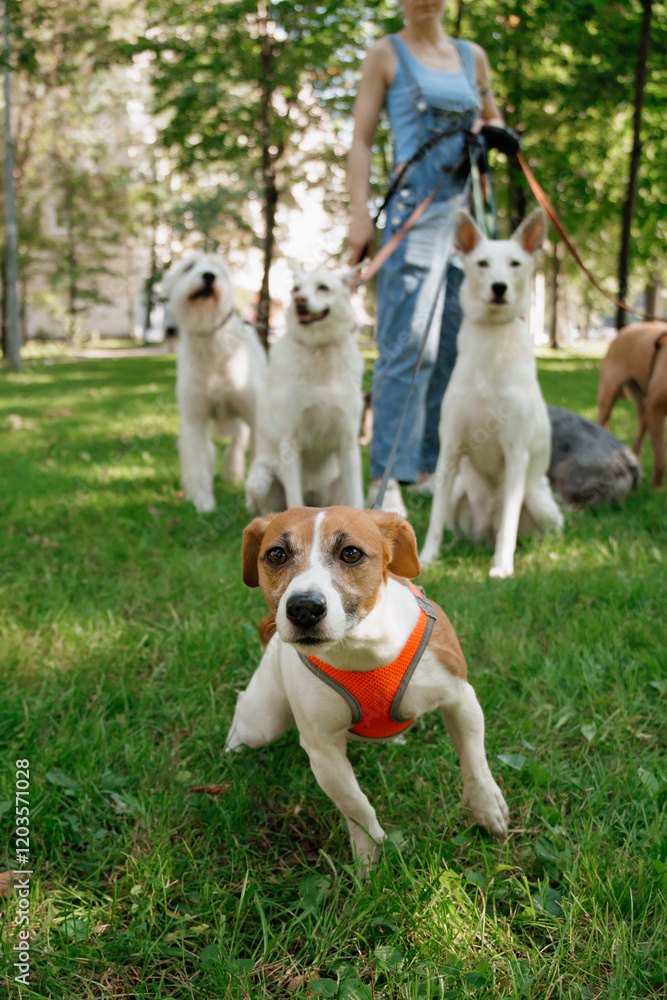 Jack Russell Terrier dog in park on walk with his owner on leash. walking and training of pets during daytime. beautiful little terrier on background of green lawn in public park. animal care 