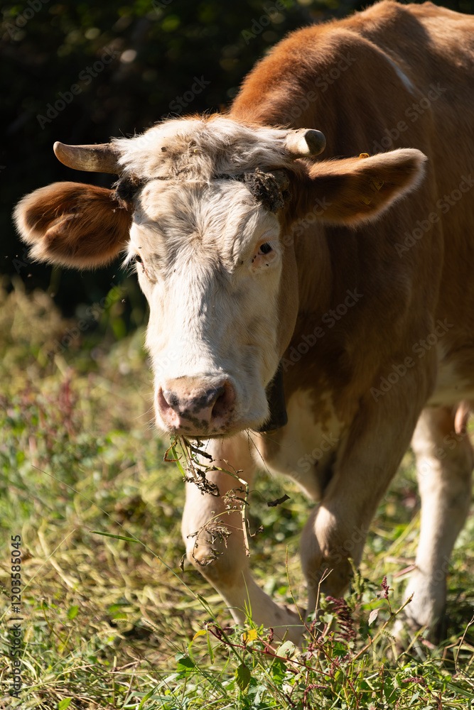 Brown and White Cow Eating Grass
Brown and White Cow Eating Grass