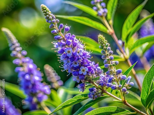 Close-Up of Vitex trifolia,  Lesser Vitex,  Medicinal Plant,  Natural Herbal Remedy,  Detailed Macro Photography photo