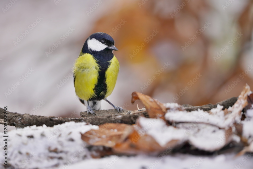 Obraz premium A beautiful great tit sits on the ground and looks for food. Parus major. Winter scene with a titmouse. 