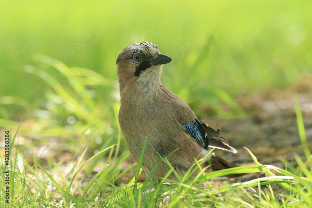 Obraz premium Portrait of nice bird Eurasian Jay, Garrulus glandarius, Jay in nature habitat. Wildlife in Czech. Bird eurasian jay sitting on the grass.