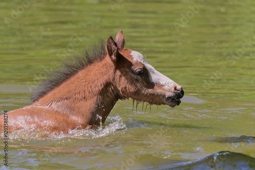 A cute foal is swimmin on the pond. Closeup portrait of a young horse.  photo