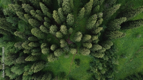 Fotografie The photo shows a group of Christmas trees far from the hustle and bustle of peo