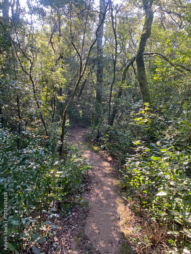 Fototapeta premium A path winding through a quiet forest, surrounded by tall trees and dappled sunlight filtering through the foliage
