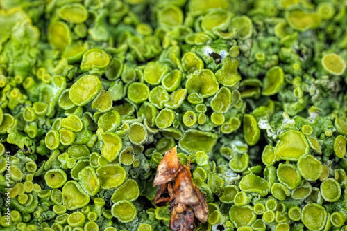 Closeup on an aggregation of green foliose common orange, yellow scale or maritime sunburst lichen, Xanthoria parietina photo