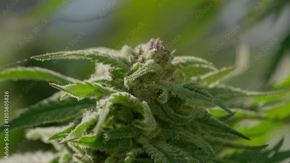 A large marijuana plant with a lot of buds. The buds are green and the plant is very tall A large marijuana plant with a lot of buds. The buds are green and the plant is very tall