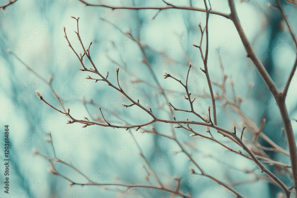 Bare branches with budding twigs against a soft blurred winter background Bare branches with budding twigs against a soft blurred winter background