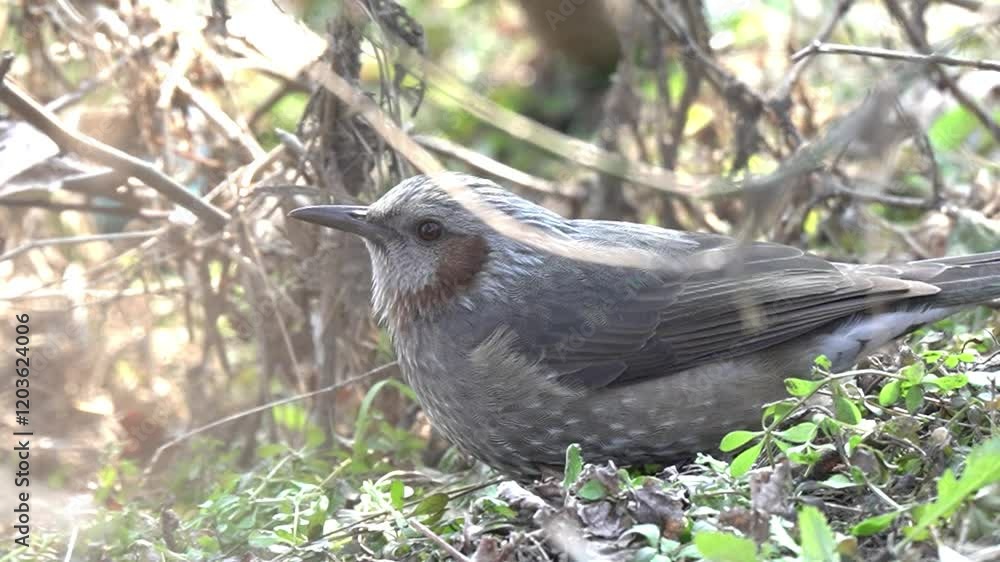 Beautiful and cute birds in Korea
한국의 아름답고 귀여운 새들