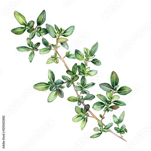 Watercolor illustration of a fresh sprig of Thyme, isolated on a white background, A delicate watercolor illustration of a sprig of thyme with its tiny leaves, Watercolor of a branch of Thyme