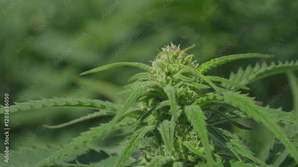 Cannabis Hemp Cannabis Hemp