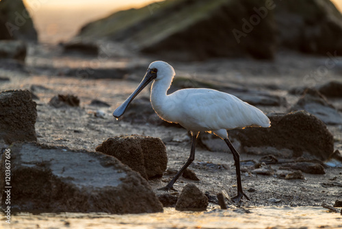 A black-faced spoonbill foraging on the coast. photo