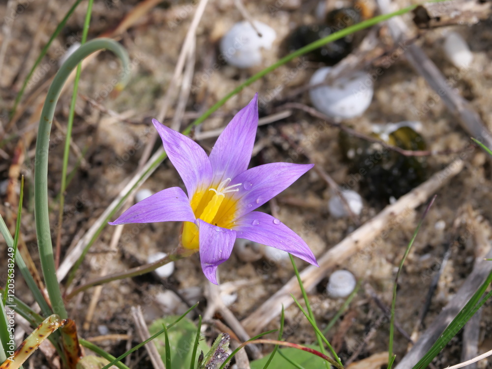 Hellviolett gefärbte Blüte des Sandkrokus oder Scheinkrokus im Februar bei Tarifa, Spanien Hellviolett gefärbte Blüte des Sandkrokus oder Scheinkrokus im Februar bei Tarifa, Spanien