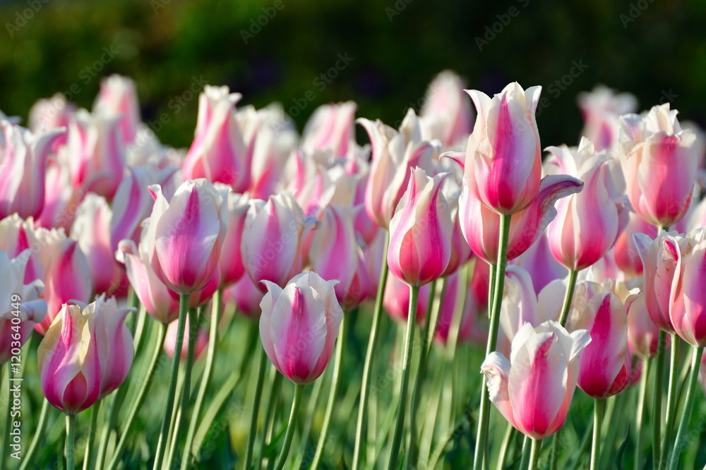 Fototapeta premium 新潟ふるさと村のチューリップ（新潟県）