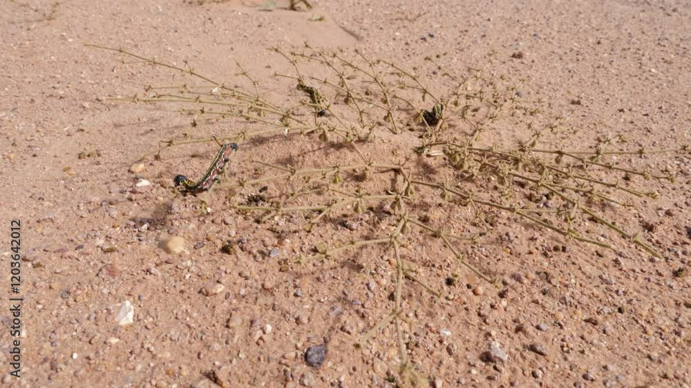 Caterpillars in a desert plant. After a heavy rain in 2024, plants and animals reappear in the Sahara desert of Morocco. 4k footage.
Caterpillars in a desert plant. After a heavy rain in 2024, plants and animals reappear in the Sahara desert of Morocco. 4k footage.