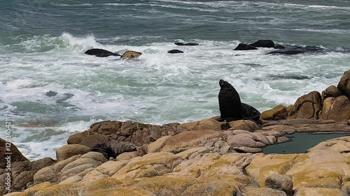 Black South American sea lion Otaria flavescens on rocks, next to the rough sea with waves breaking on the bottom. City of Rocha Cabo Polonio Uruguay