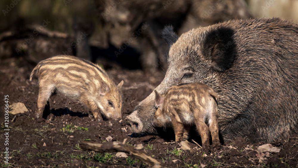 A Sleeping Wild Boar Sow With Two Of Its Boarlets (Sus Scrofa) A Sleeping Wild Boar Sow With Two Of Its Boarlets (Sus Scrofa)