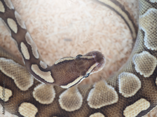 Obraz na płótnie Snake are popular pet in Thailand in the acrylic cabinet waiting to be sold. w salonie