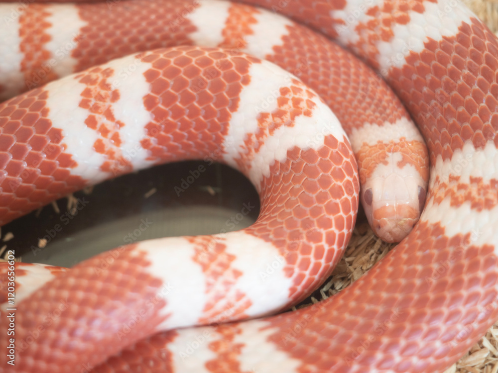 Snake are popular pet in Thailand in the acrylic cabinet waiting to be sold.
