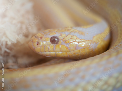 Snake are popular pet in Thailand in the acrylic cabinet waiting to be sold.