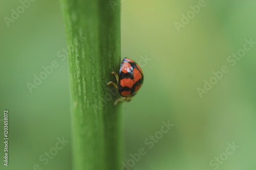 ladybug on green leaf