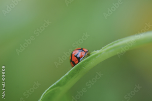 ladybug on leaf