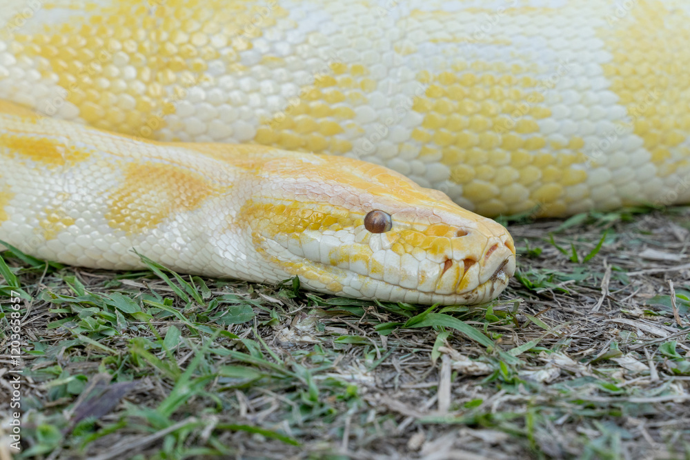 A stunning yellow Burmese python is sprawled across a vibrant green lawn, its sleek, golden scales gleaming under the sunlight. The intricate patterns on its body showcase the natural beauty A stunning yellow Burmese python is sprawled across a vibrant green lawn, its sleek, golden scales gleaming under the sunlight. The intricate patterns on its body showcase the natural beauty