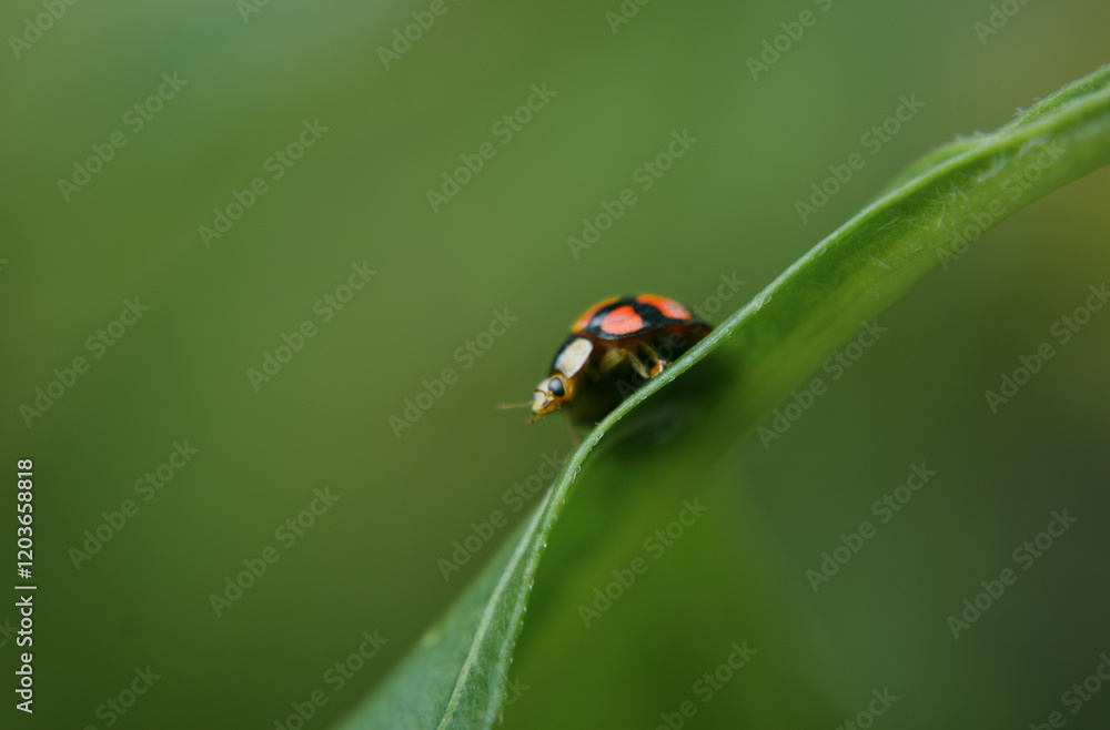 Fototapeta premium ladybug on leaf