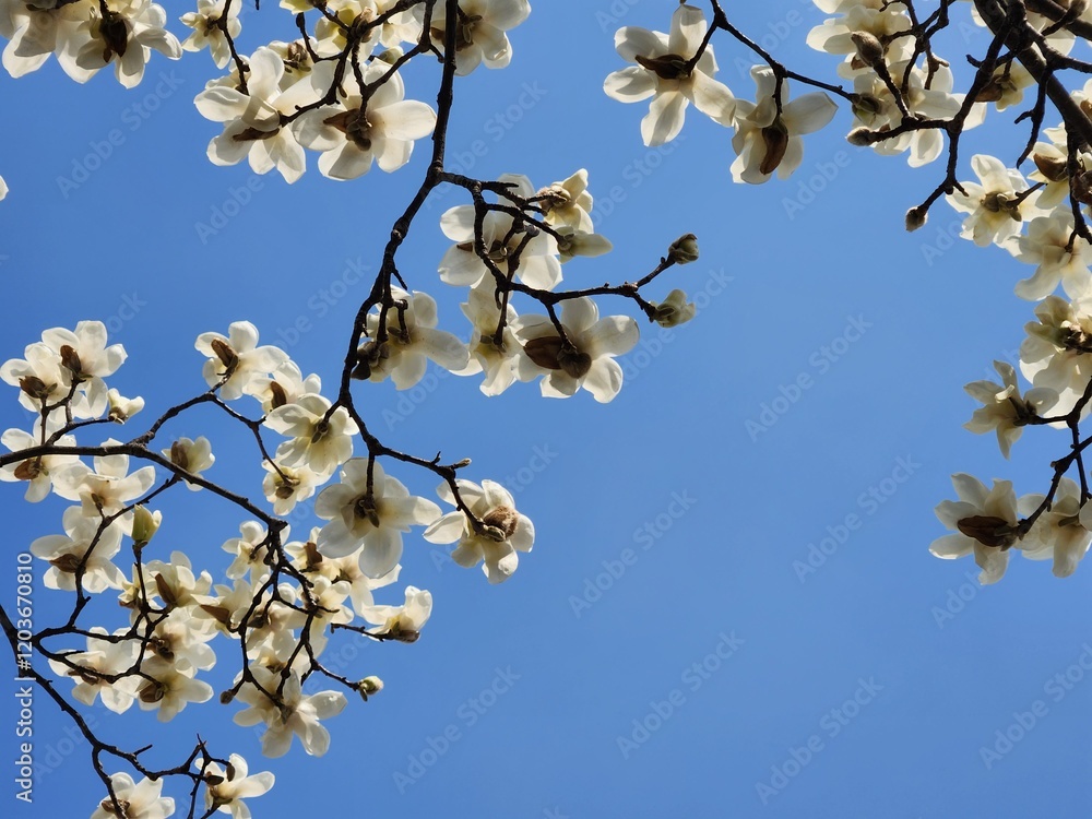 Yulan magnolia flowers are in bloom under the blue sky. Magnolia denudata.