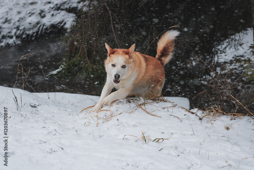 Obraz premium dog running and playing in snow
